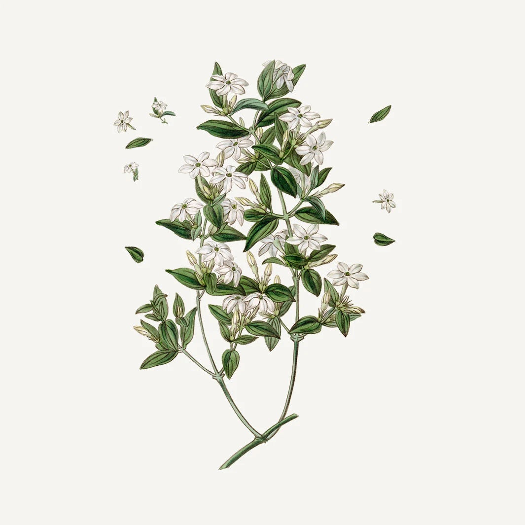Panier Absolute Flytende såpe Jasmin - Såpe - JK-Shop