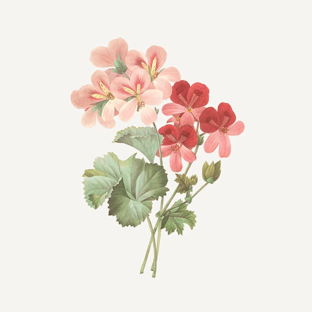 Panier Absolute Flytende såpe Rose Geranium serie - Såpe - JK-Shop