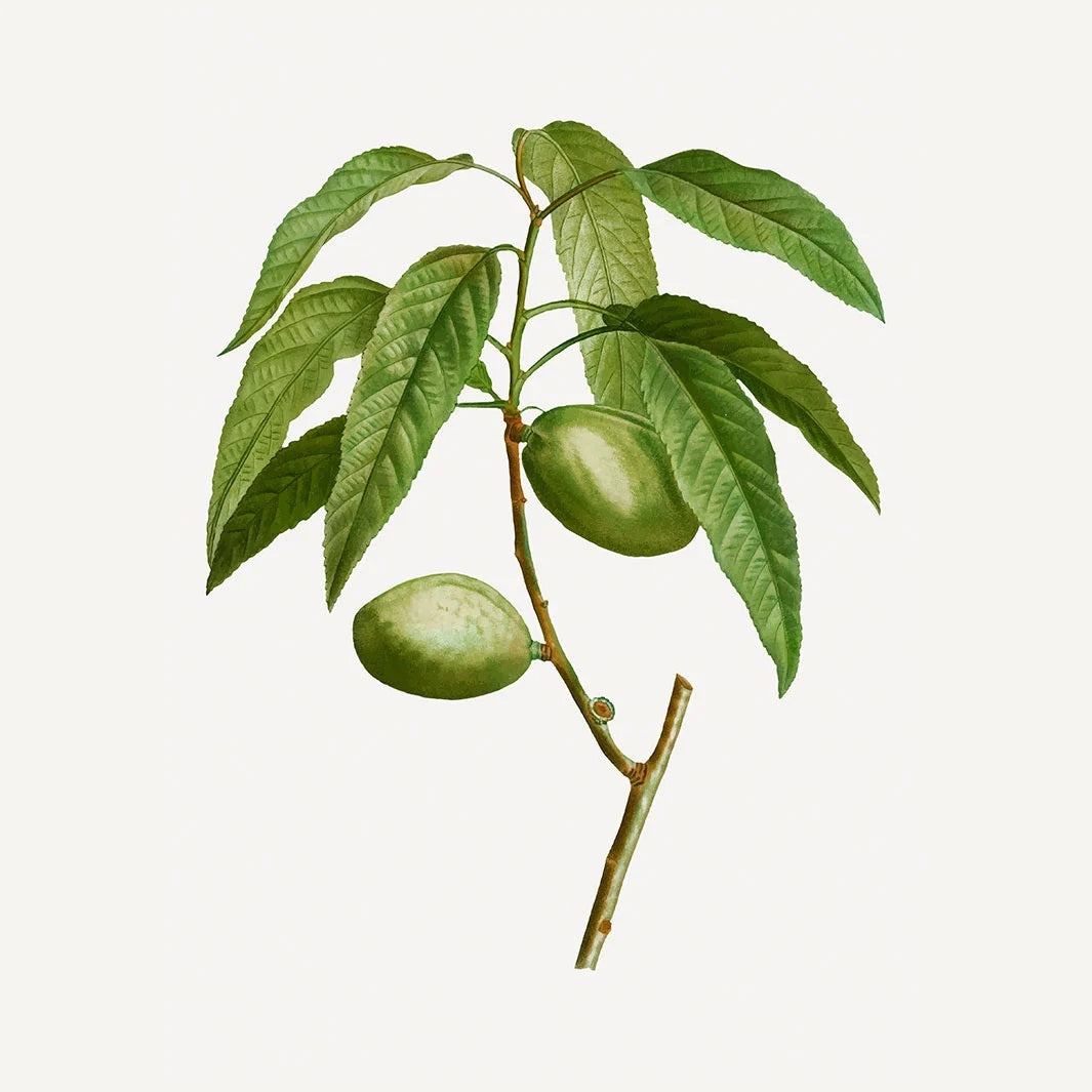 Panier Soothing Almond Håndkrem - Håndkrem - JK-Shop