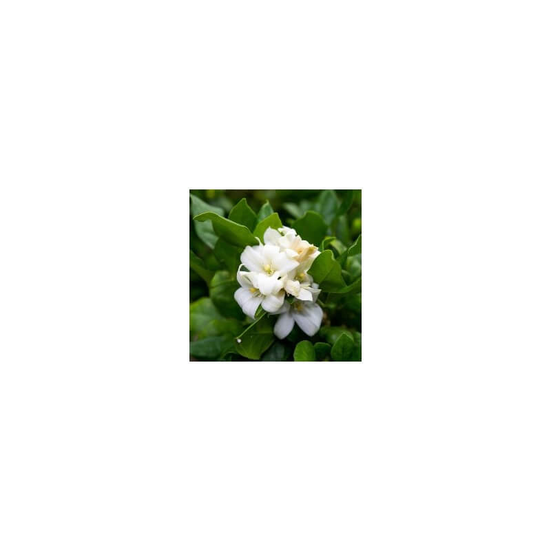 ACORELLE Roll on Eau de Parfum- Lotus Blanc 50ml-Parfyme-JKSHOP