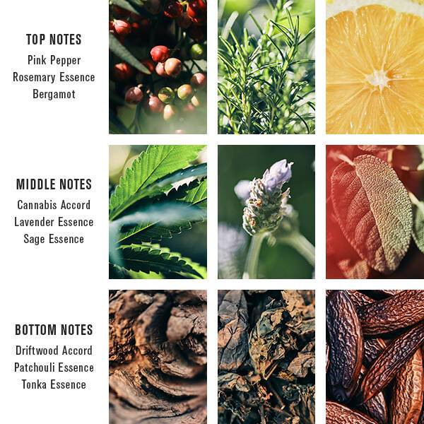 Baxter Of California PACIFIC CANNABIS 100ml - Parfyme - JK-Shop